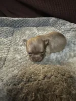 River boy 1, a male Chihuahua for sale in Louisa, VA – Photo 3 of 6