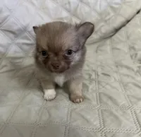 River boy 1, a male Chihuahua for sale in Louisa, VA – Photo 2 of 10