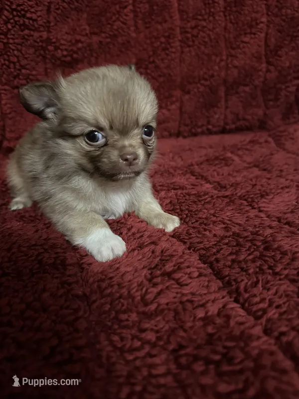 River boy 1 – Chihuahua puppy for sale in Louisa, VA