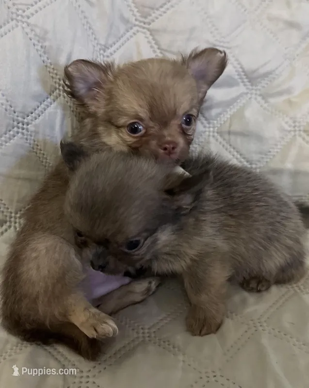 River boy 1 – Chihuahua puppy for sale in Louisa, VA