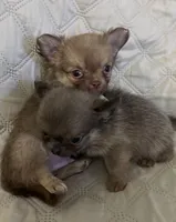 River boy 1, a male Chihuahua for sale in Louisa, VA – Photo 1 of 10