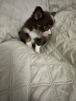 Ivy boy 1, a female Chihuahua for sale in Louisa, VA – 2 of 10