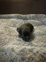 River girl 2, a female Chihuahua for sale in Louisa, VA – Photo 2 of 5