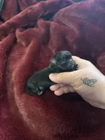 River girl 2, a female Chihuahua for sale in Louisa, VA – Photo 3 of 3