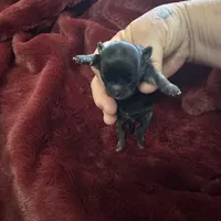 River girl 2, a female Chihuahua for sale in Louisa, VA – Photo 4 of 5