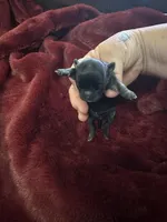 River girl 2, a female Chihuahua for sale in Louisa, VA – Photo 2 of 3