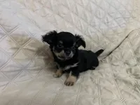 River girl 2, a female Chihuahua for sale in Louisa, VA – Photo 2 of 8