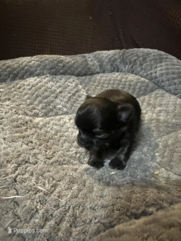 River girl 2 – Chihuahua puppy for sale in Louisa, VA