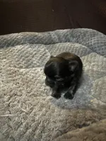 River girl 2, a female Chihuahua for sale in Louisa, VA – Photo 1 of 5