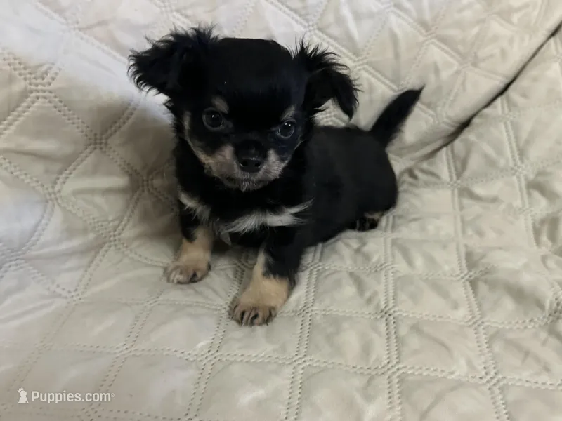 River girl 2 – Chihuahua puppy for sale in Louisa, VA
