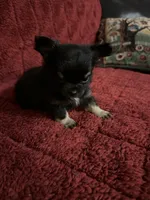 River girl 2, a female Chihuahua for sale in Louisa, VA – Photo 4 of 8