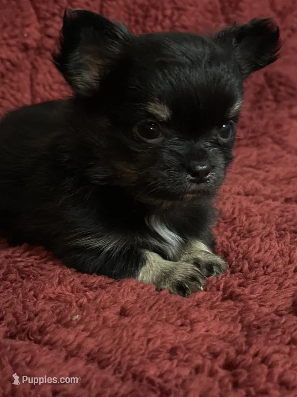 River girl 2 – Chihuahua puppy for sale in Louisa, VA