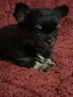 River girl 2, a female Chihuahua for sale in Louisa, VA – Photo 3 of 8