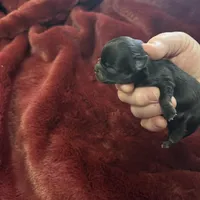 River girl 2, a female Chihuahua for sale in Louisa, VA – Photo 3 of 5