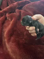 River girl 2, a female Chihuahua for sale in Louisa, VA – Photo 1 of 3