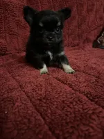 River girl 2, a female Chihuahua for sale in Louisa, VA – Photo 5 of 8