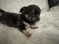 Gypsy girl, a female Chihuahua for sale in Louisa, VA – 3 of 5