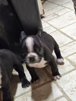 MO1female, a female Frenchton for sale in Ethel, WA – 2 of 5