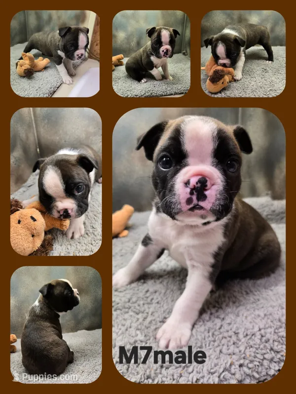 M7male  – Boston Terrier puppy for sale in Ethel, WA