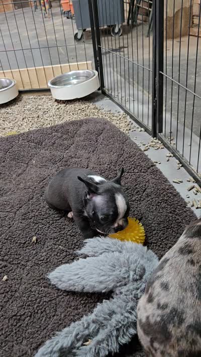 MO1female, a female Frenchton for sale in Ethel, WA – 3 of 5