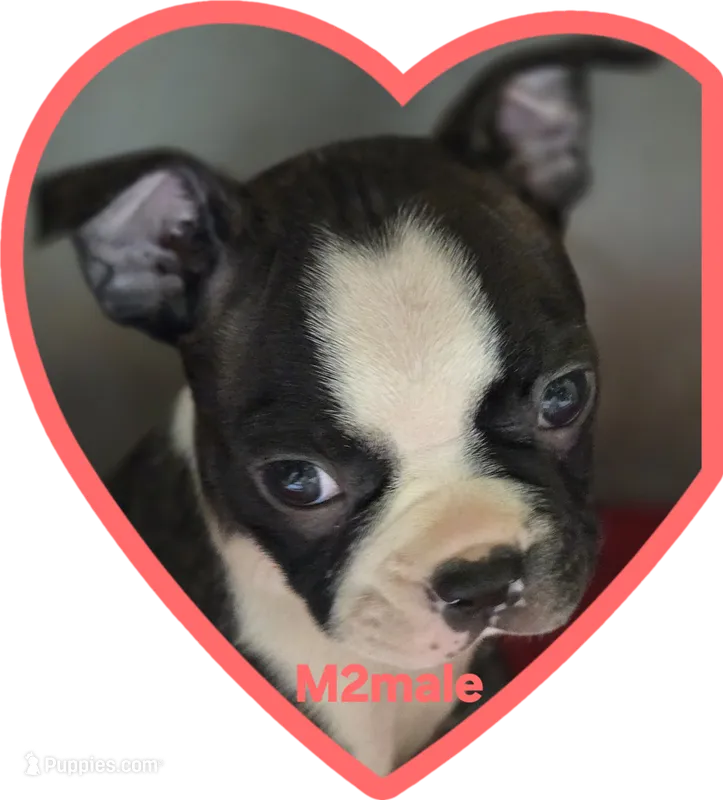 M2male – Boston Terrier puppy for sale in Ethel, WA