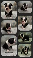 G4female, a female Boston Terrier for sale in Ethel, WA – 1 of 1