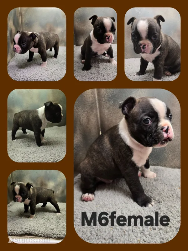 M6female – Boston Terrier puppy for sale in Ethel, WA