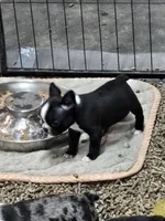 MO1female, a female Frenchton for sale in Ethel, WA – 1 of 5