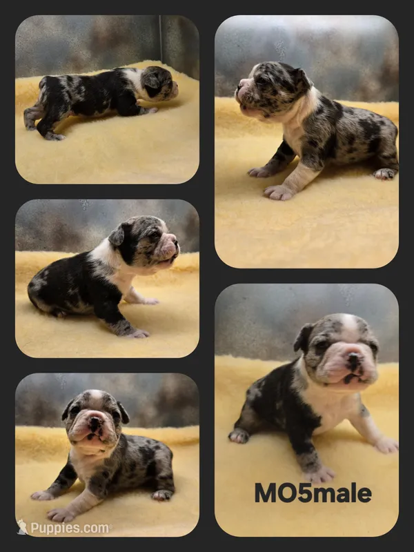 MO5male – Boston Terrier, French Bulldog puppy for sale in Ethel, WA