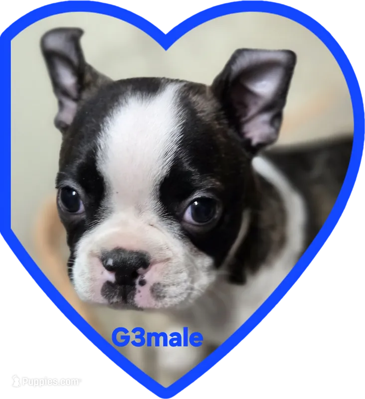 G3male – Boston Terrier puppy on hold in Ethel, WA