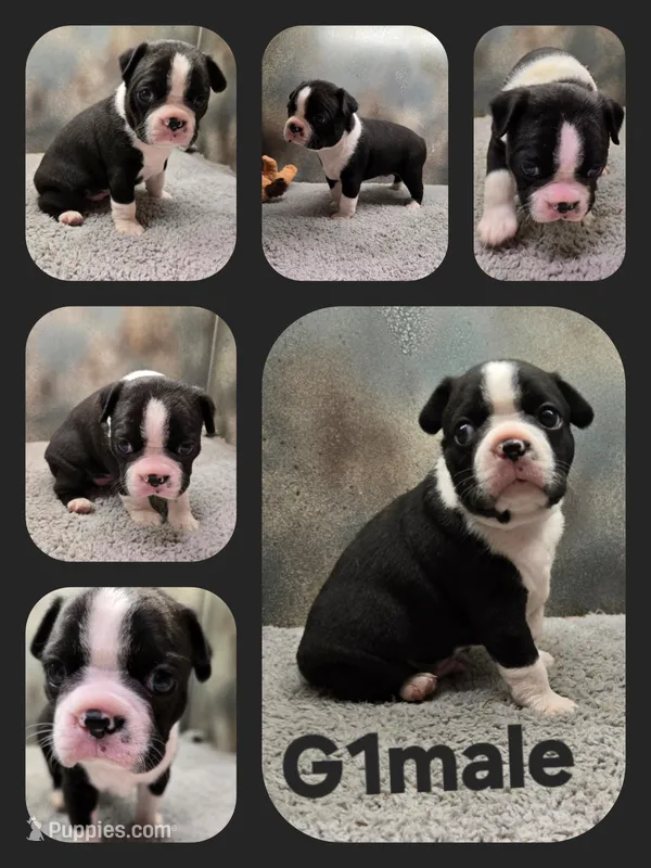 G1male – Boston Terrier puppy for sale in Ethel, WA