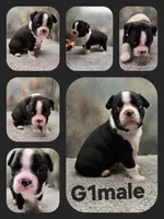 G1male, a male Boston Terrier for sale in Ethel, WA – 1 of 1