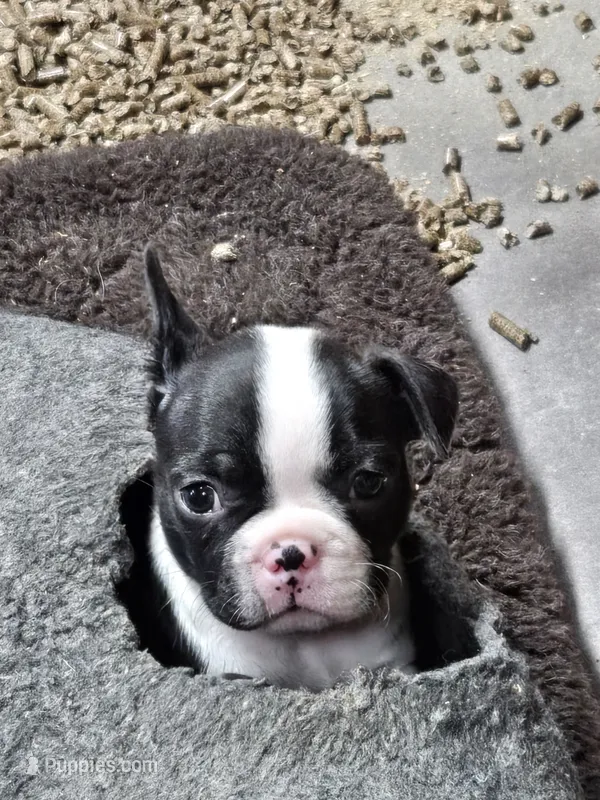 MO6male – Frenchton puppy for sale in Ethel, WA