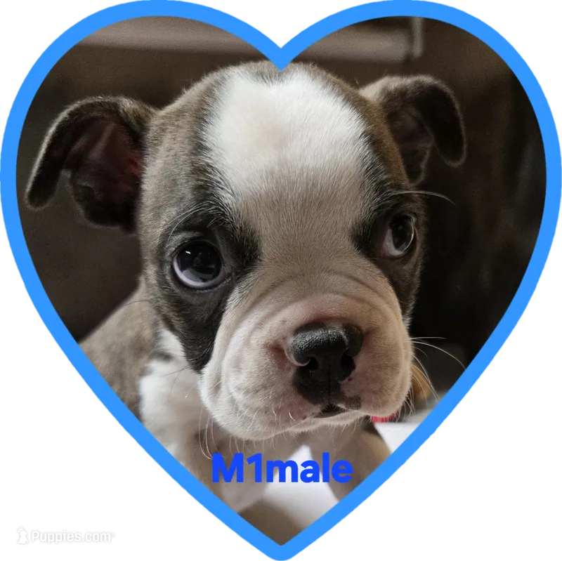 M1male  – Boston Terrier puppy for sale in Ethel, WA