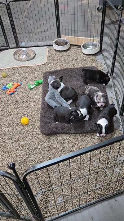 MO1female, a female Frenchton for sale in Ethel, WA – 4 of 5