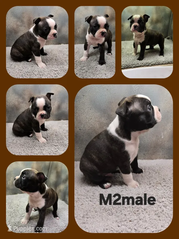 M2male – Boston Terrier puppy for sale in Ethel, WA