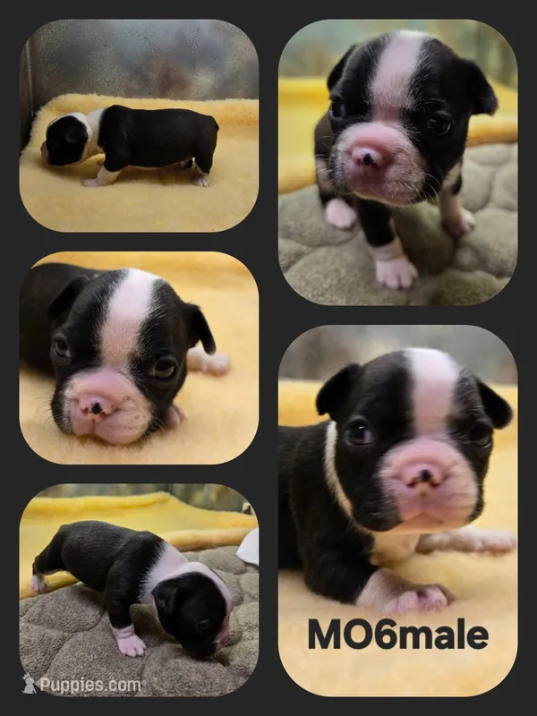 MO6male – Frenchton puppy for sale in Ethel, WA