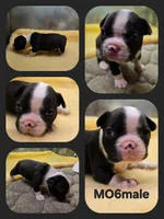 MO6male, a male Frenchton for sale in Ethel, WA – 1 of 1