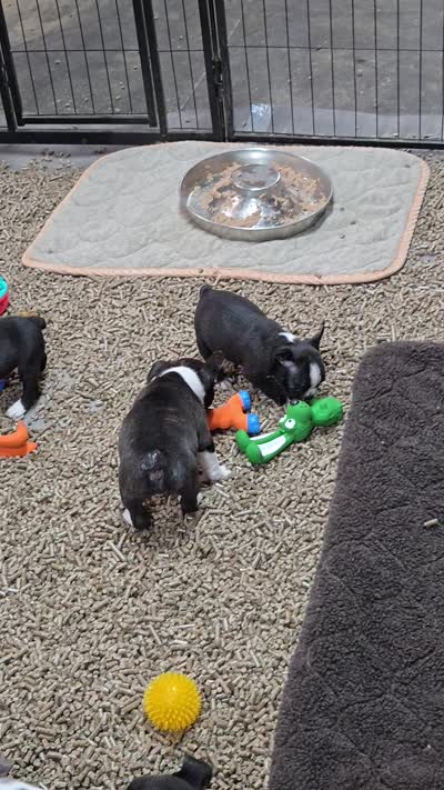 MO1female, a female Frenchton for sale in Ethel, WA – 5 of 5