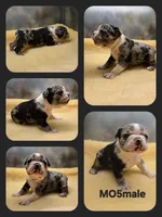 MO5male, a male Frenchton for sale in Ethel, WA – 1 of 1