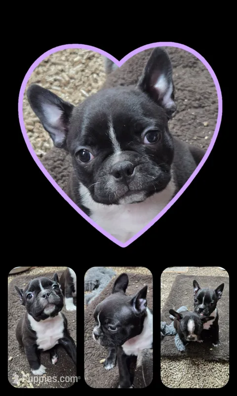 MO3female – Frenchton puppy on hold in Ethel, WA