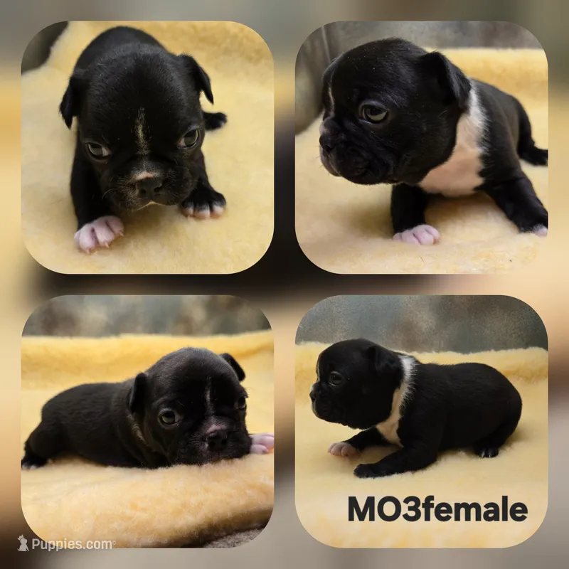 MO3female – Boston Terrier, French Bulldog puppy for sale in Ethel, WA