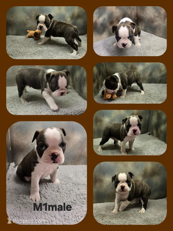 M1male  – Boston Terrier puppy for sale in Ethel, WA
