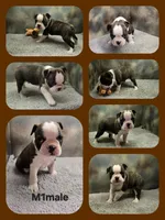 M1male , a male Boston Terrier for sale in Ethel, WA – 1 of 1