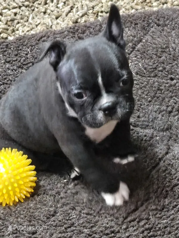MO3female – Frenchton puppy for sale in Ethel, WA