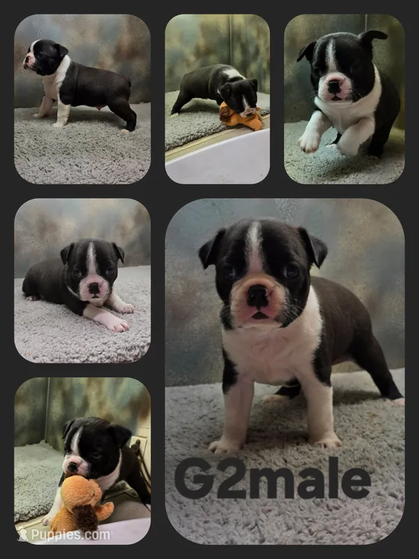G2male – Boston Terrier puppy for sale in Ethel, WA