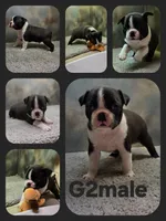 G2male, a male Boston Terrier for sale in Ethel, WA – 1 of 1