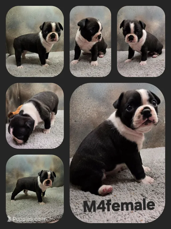 M4female  – Boston Terrier puppy for sale in Ethel, WA