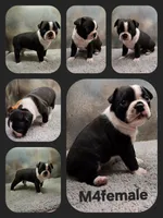 M4female , a female Boston Terrier for sale in Ethel, WA – 1 of 1