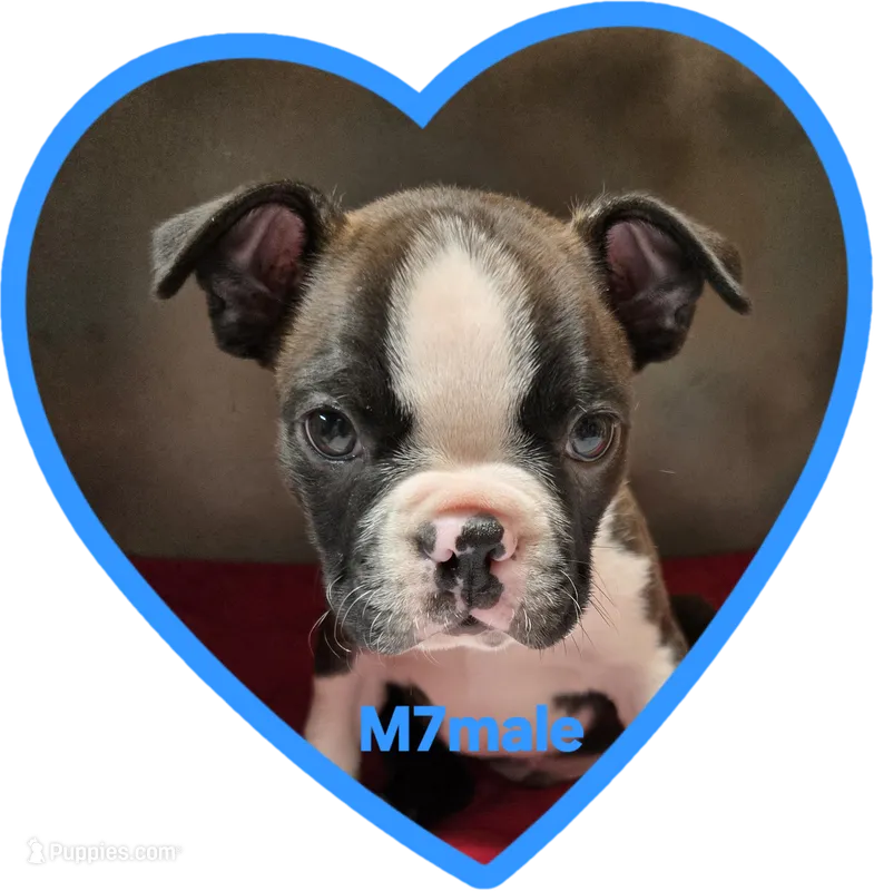 M7male  – Boston Terrier puppy for sale in Ethel, WA